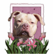 Dia das mães - tulipas cor-de-rosa - Pitbull - men Escultura Fotos