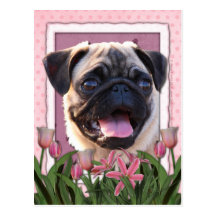 Dia das mães - tulipas cor-de-rosa - Pug Cartão Postal