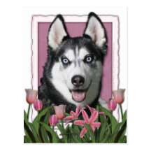 Dia das mães - tulipas cor-de-rosa - rouco Siberia Cartao Postal