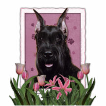 Dia das mães - tulipas cor-de-rosa - Schnauzer Escultura Fotos