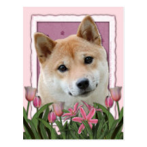 Dia das mães - tulipas cor-de-rosa - Shiba Inu Cartões Postais