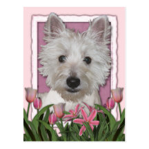 Dia das mães - tulipas cor-de-rosa - Westie Cartoes Postais
