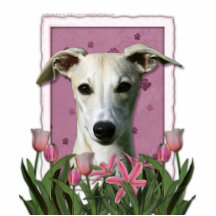Dia das mães - tulipas cor-de-rosa - Whippet Escultura Foto