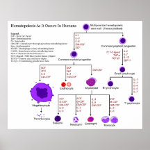 Diagrama de fatores de crescimento Hematopoietic n Pôsteres