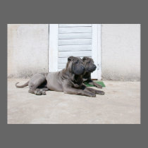 Dias de cão do verão…. posters