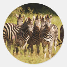 Direito em você - animais selvagens do safari das  adesivos