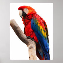 Do Macaw escarlate colorido bonito do pássaro do p Posteres