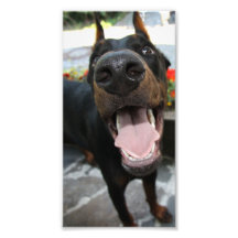 Doberman engraçado impressão de fotos