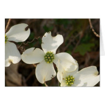 Dogwoods do cartão de nota