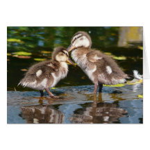 Dois pouco Duckies Cartoes
