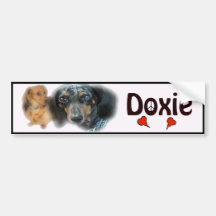doxie adesivo
