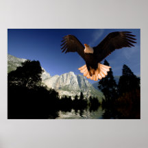 Eagle-flight-11 Posteres