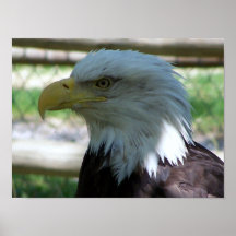 Eagle, o símbolo do nosso país impressão