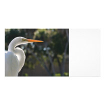 Egret branco vista backlit direito contra árvores cartões de fotografias