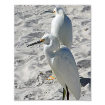 Egrets na praia fotos