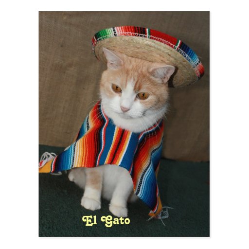 EL Gato Bubba Cartao Postal