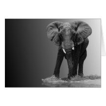 ELEFANTE 2A CARTÃO