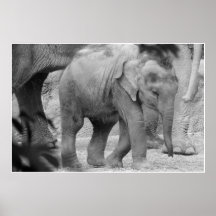 Elefante do bebê poster