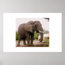 Elefante Posteres