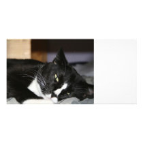 encontro preto e branco do gato do smoking para ba cartões de fotografias