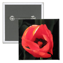 Escarlate da tulipa pins
