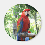 Escarlate do macaw, design vermelho do photograp d ima