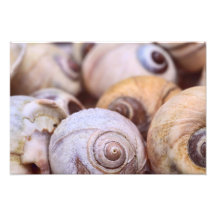 Escudos do caracol da lua impressão de foto
