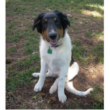 Escultura da foto do filhote de cachorro do Collie Fotoescultura