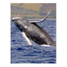 Espirro da baleia de Humpback Cartão Postal