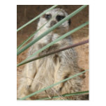 Espreitar de Meerkat Cartão Postal