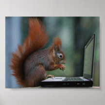 Esquilo no poster do laptop