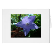 Estrela de Lavendar, alcance para as estrelas! Cartoes
