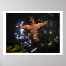 Estrela do mar em Tidepool Poster