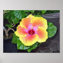 Estudo 1 de Camelia Posteres