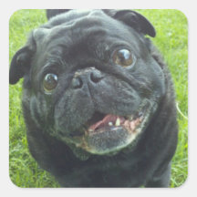 Etiqueta com fome do Pug Adesivos