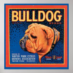 Etiqueta da caixa da marca do buldogue do vintage pôsteres