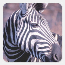 Etiqueta da cara da zebra adesivos