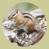 Etiqueta do Chipmunk autocolantes