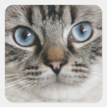 Etiqueta do gatinho de Ragdoll Adesivo Em Forma Quadrada