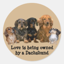 Etiqueta do grupo do Dachshund Adesivos