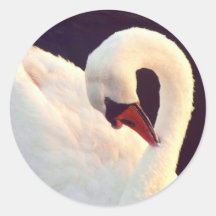 Etiquetas da cisne muda adesivo