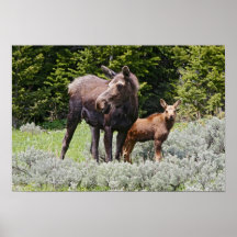 EUA, Wyoming, montanhas do Bighorn, Alces dos alce Posteres