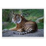 Expressões do tigre cartões