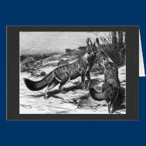 F.W. Kuhnert - Kama - Fox do cabo postais