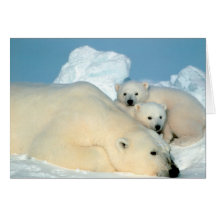 Família do urso polar cartão