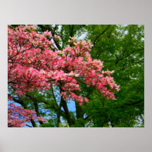 Fantasia cor-de-rosa 4 do Dogwood Pôsteres