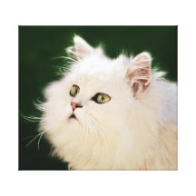 Fascínio dos gatinhos impressão em tela canvas