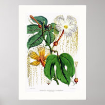 Fêmea do heteroclita de Hodgsonia Poster