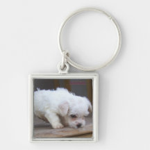Filhote de cachorro bonito chaveiro