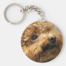 Filhote de cachorro chaveiro